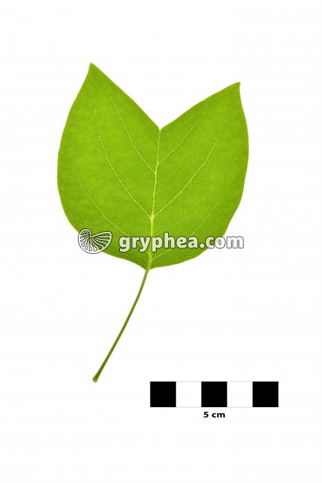 Tulipier de Virginie - feuille sur fond blanc (Liriodendron tulipifera)  - gryphea.com